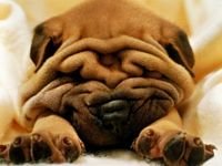 pic for sharpei lindo